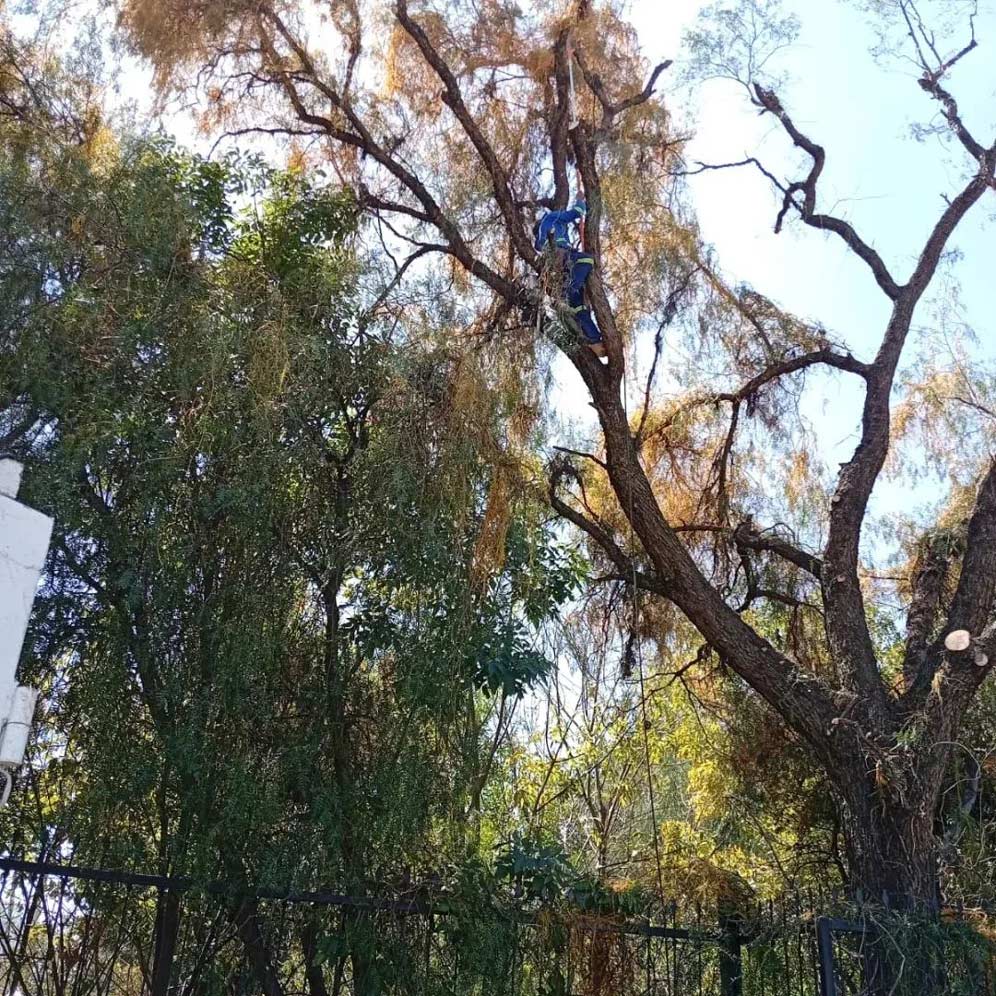 León alcanza cifra histórica con el rescate y plantación de miles de árboles