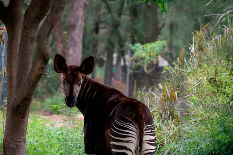Celebra ZooLeón el Día del Okapi con una experiencia especial para Armando
