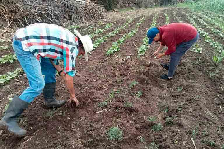 Campo, cultivos agrícolas y tierras de siembra en el estado de Guanajuato.