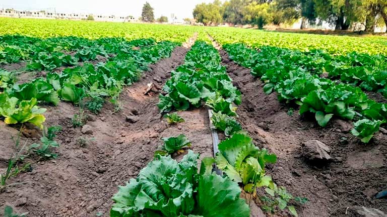 Cultivo de lechugas en el municipio de Doctor Mora, Guanajuato, libres de la infección parasitaria Cyclospora.