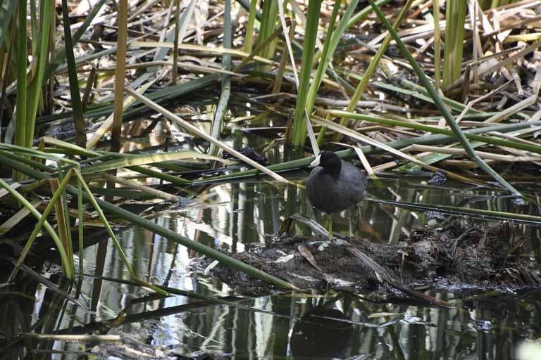 Parque Cárcamos confirma la riqueza de su biodiversidad con jornada de observación de aves